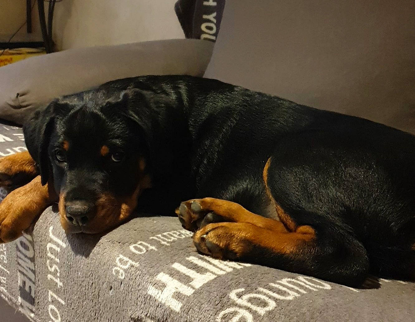 Sierra a rejoint le concours — aidez-le/la à gagner de superbes lots ! bed, bored, canidae, carnivore, comfort, companion_dog, dog, dog_breed, dog_supply, fawn, fur, guard_dog, nap, paw, sleep, snout, sporting_group, terrestrial_animal, working_animal, working_dog