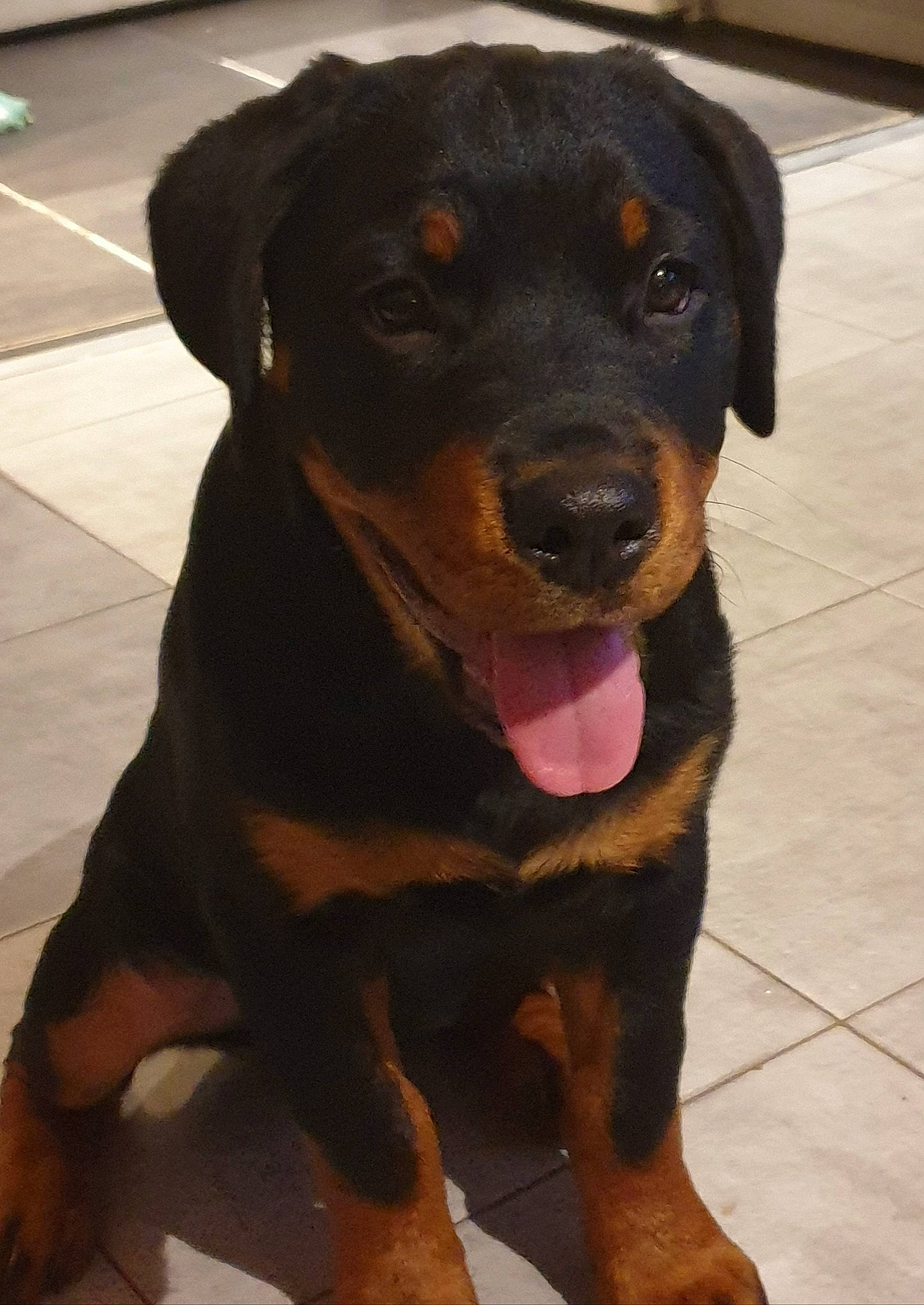 Sierra participe au concours pour gagner de l'argent avec cette photo : austrian_black_and_tan_hound, canidae, carnivore, collar, companion_dog, dog, dog_breed, fur, guard_dog, head, hunting_dog, pet_supply, puppy, rottweiler, snout, sporting_group, terrestrial_animal, whiskers, working_animal, working_dog