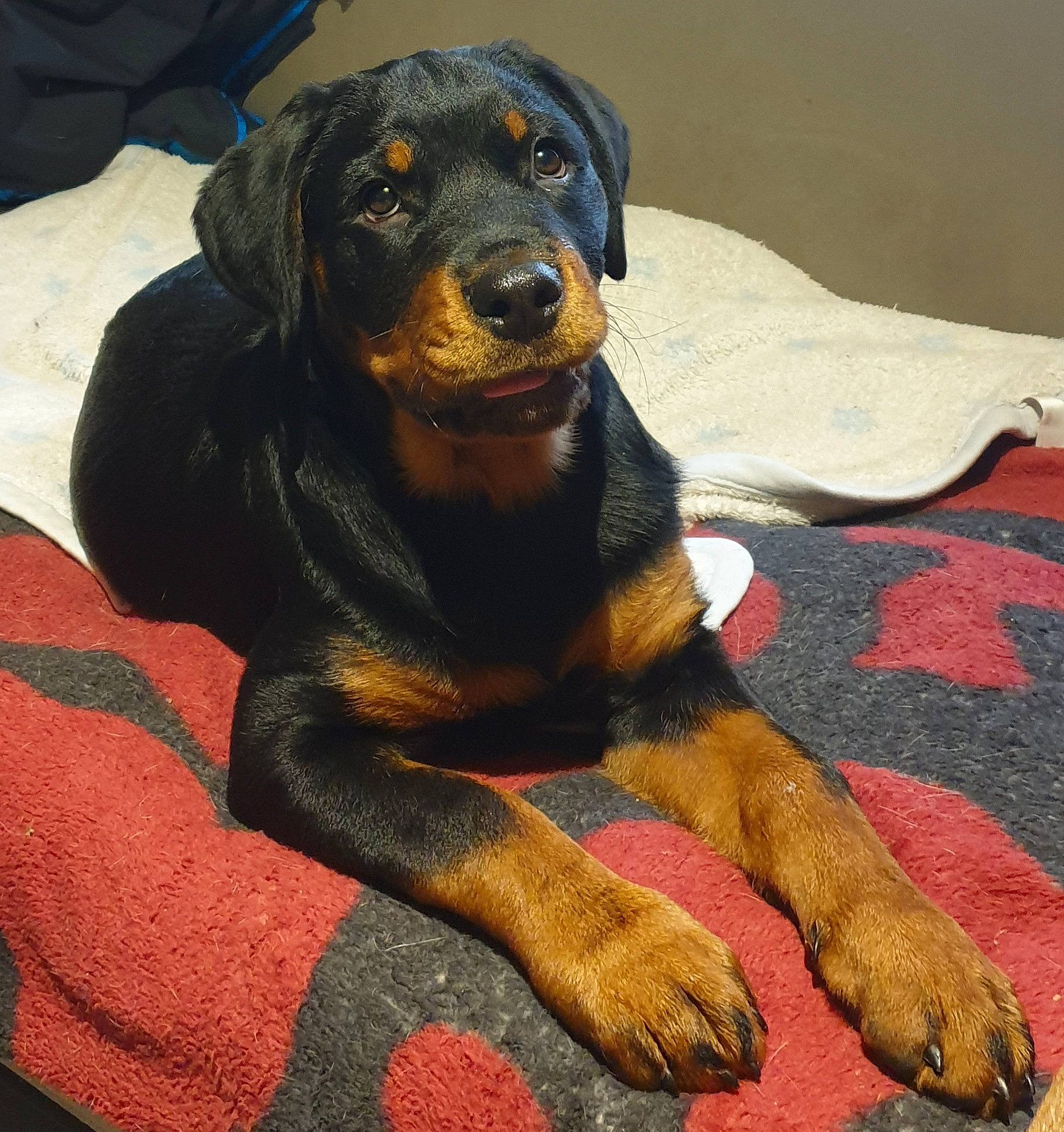 Sierra a rejoint le concours — aidez-le/la à gagner de superbes lots ! canidae, carnivore, comfort, companion_dog, dog, dog_breed, fawn, fur, guard_dog, hound, montenegrin_mountain_hound, paw, rottweiler, sitting, snout, sporting_group, terrestrial_animal, whiskers, working_animal, working_dog