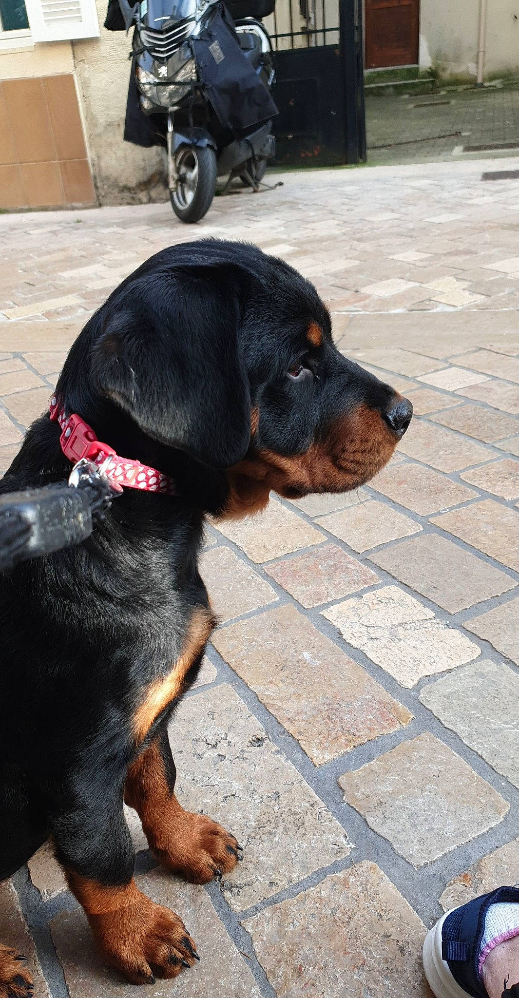 Sierra a rejoint le concours — aidez-le/la à gagner de superbes lots ! asphalt, automotive_tire, carnivore, collar, companion_dog, dog, dog_breed, dog_collar, flooring, fur, leash, pet_supply, road_surface, rottweiler, sidewalk, sporting_group, terrestrial_animal, tire, wheel, working_animal