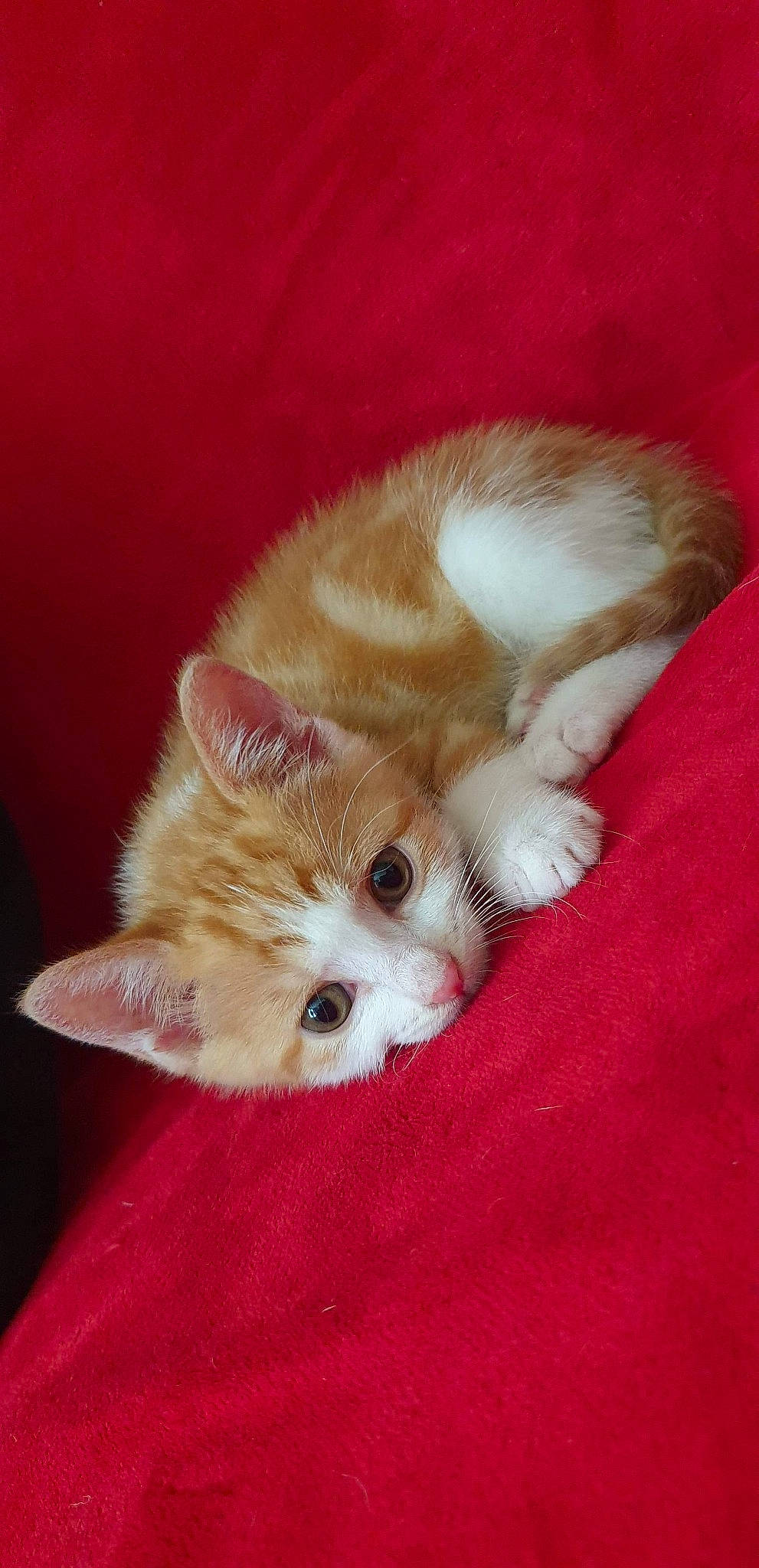 Tigrou participe au concours pour gagner de l'argent avec cette photo : aegean_cat, carnivore, cat, domestic_short_haired_cat, european_shorthair, fawn, felidae, fur, kitten, mammal, munchkin, polydactyl_cat, ragamuffin, small_to_medium_sized_cats, tail, whiskers