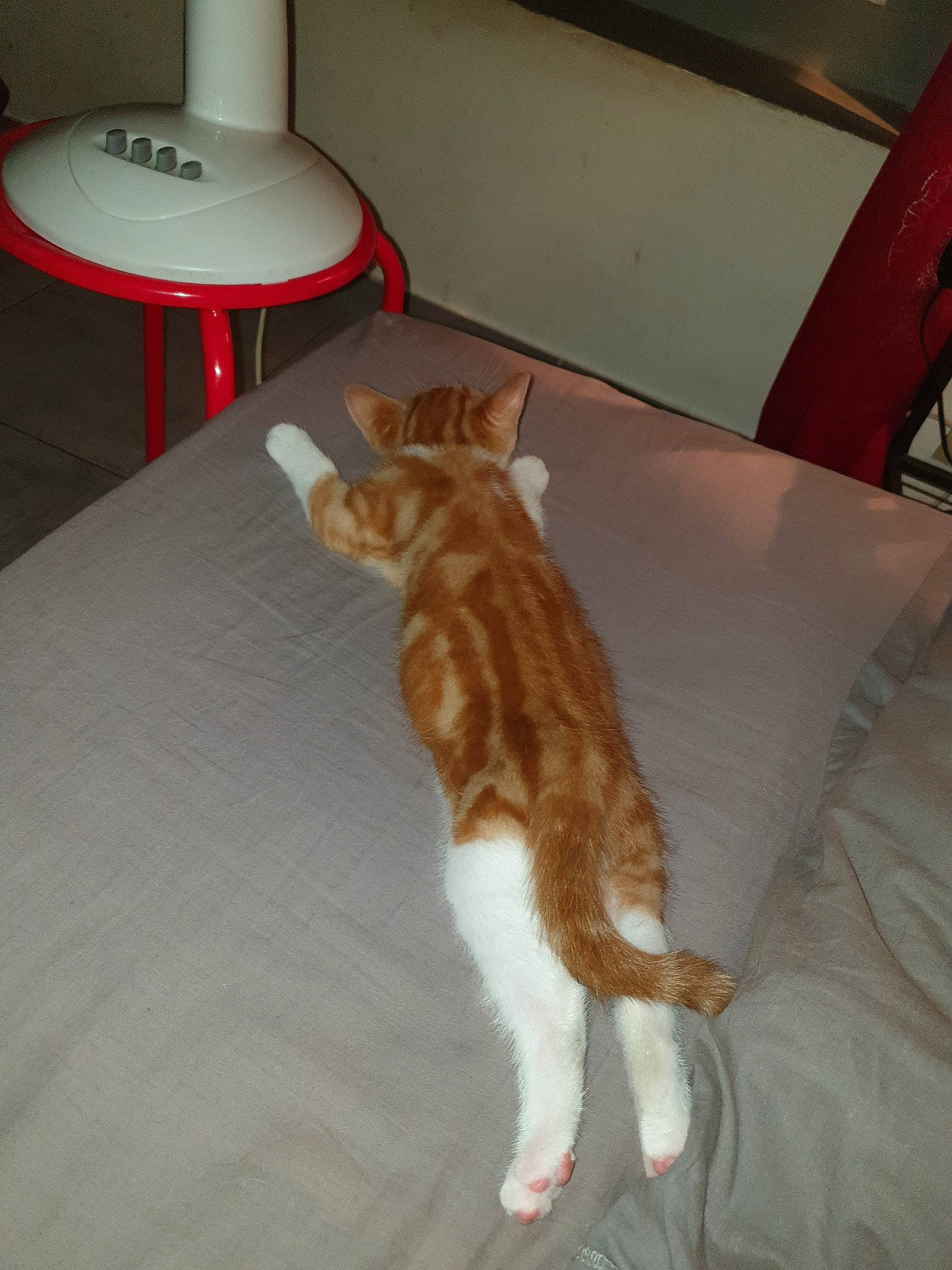 Tigrou participe au concours pour gagner de l'argent avec cette photo : aegean_cat, carnivore, cat, domestic_short_haired_cat, european_shorthair, fawn, felidae, floor, fur, kitten, small_to_medium_sized_cats, tail, whiskers