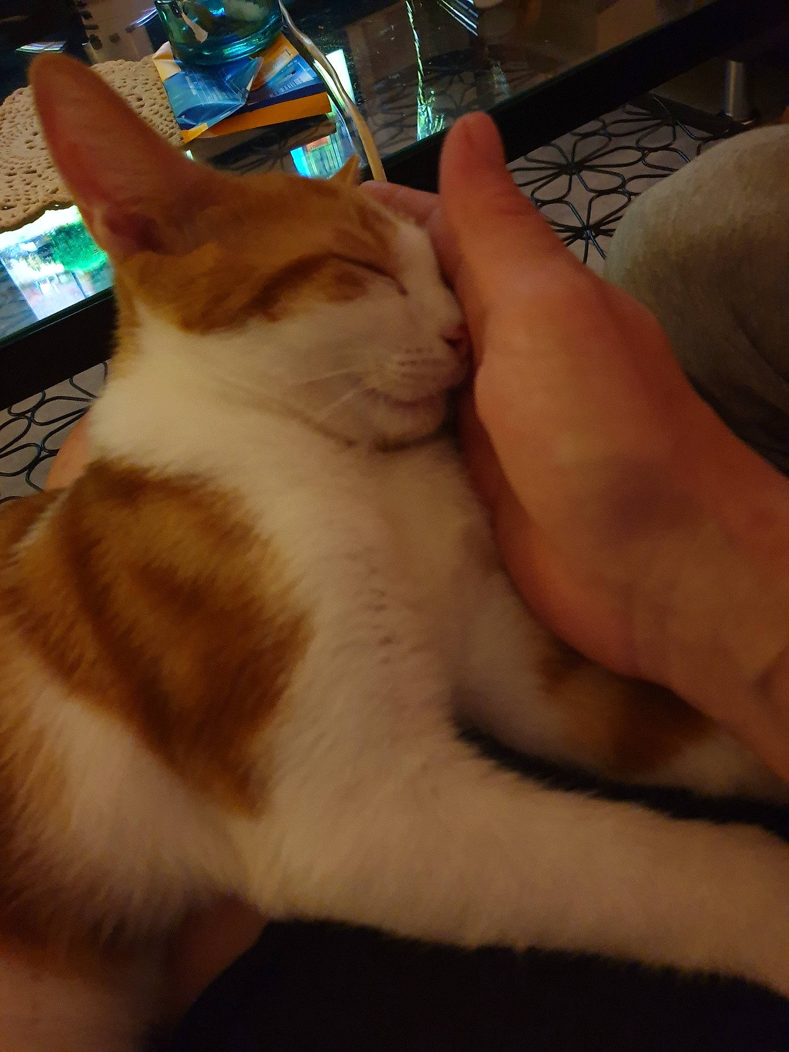 Tigrou participe au concours pour gagner de l'argent avec cette photo : aegean_cat, american_wirehair, asian, carnivore, cat, domestic_short_haired_cat, ear, european_shorthair, fawn, felidae, hand, leg, mammal, paw, polydactyl_cat, small_to_medium_sized_cats, tail, whiskers