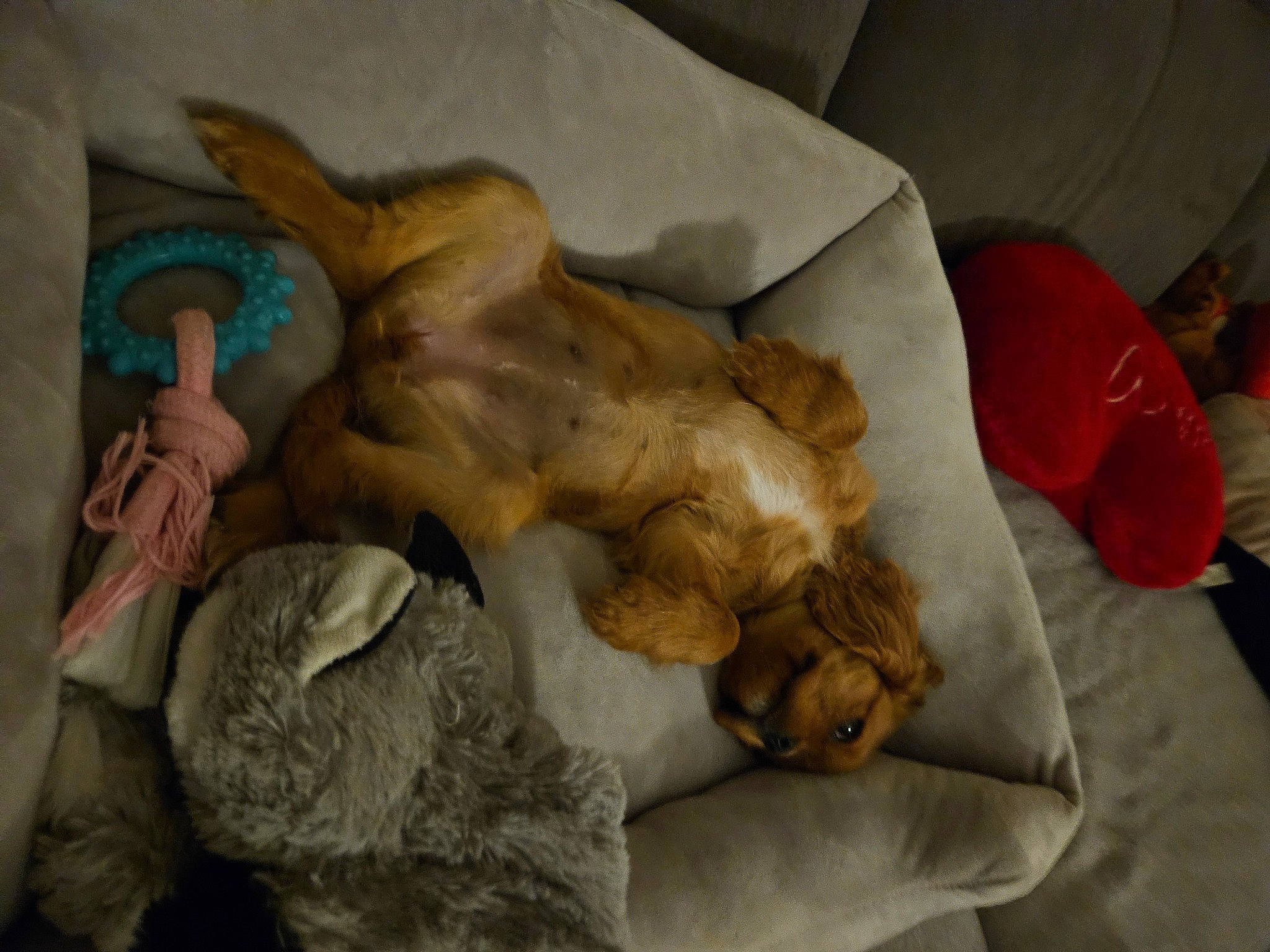 Unaï participe au concours pour gagner de l'argent avec cette photo : abdomen, art, artifact, canidae, clay, comfort, fawn, flesh, fur, human_leg, linens, nativity_scene, room, sporting_group, stuffed_toy, tail, toy, visual_arts, wood, wrist