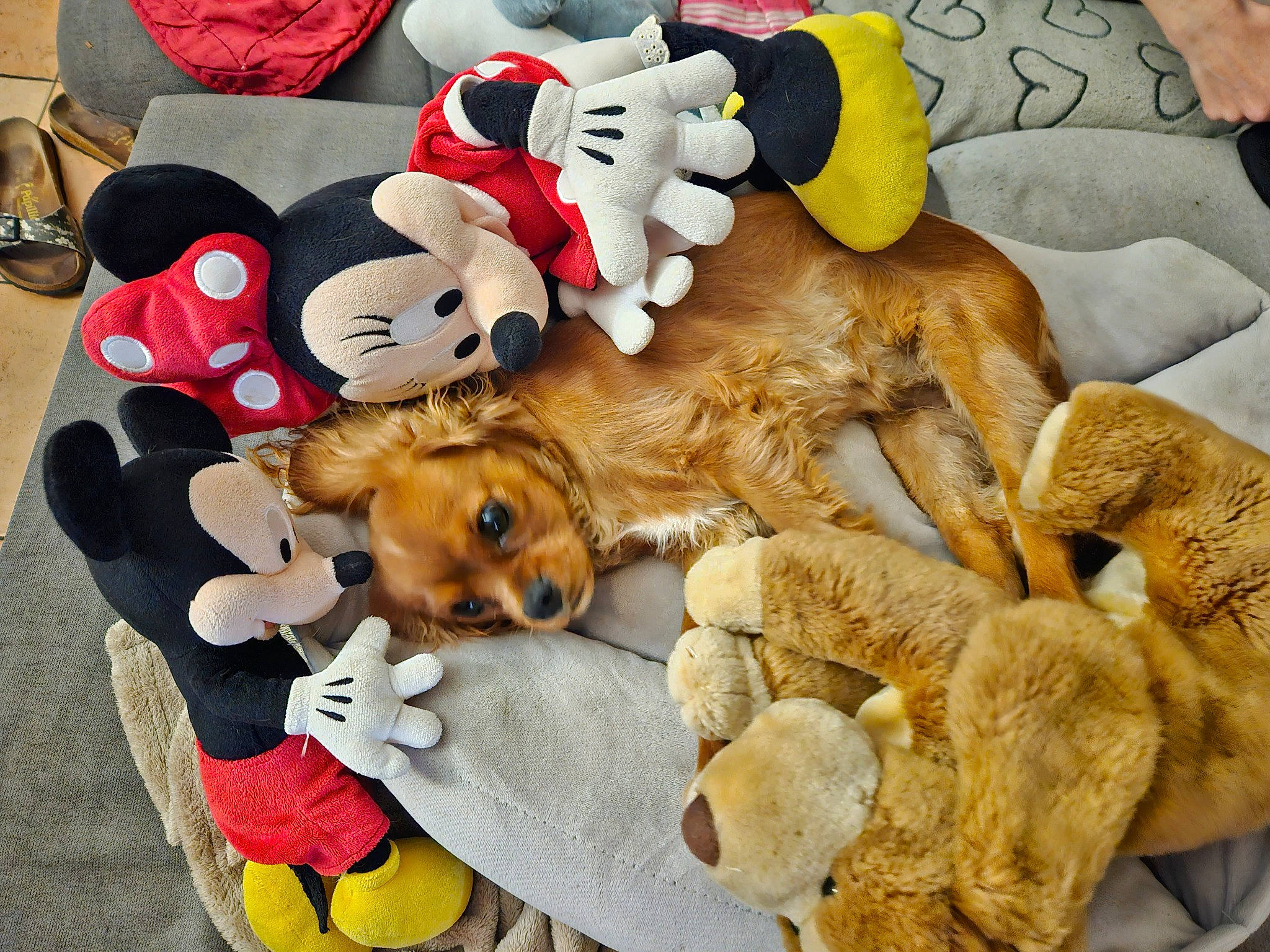 Unaï participe au concours pour gagner de l'argent avec cette photo : baby_toys, bed, canidae, carnivore, companion_dog, dog, dog_breed, dog_supply, fawn, felidae, fur, hat, linens, paw, plush, sporting_group, stuffed_toy, textile, toy, toy_dog