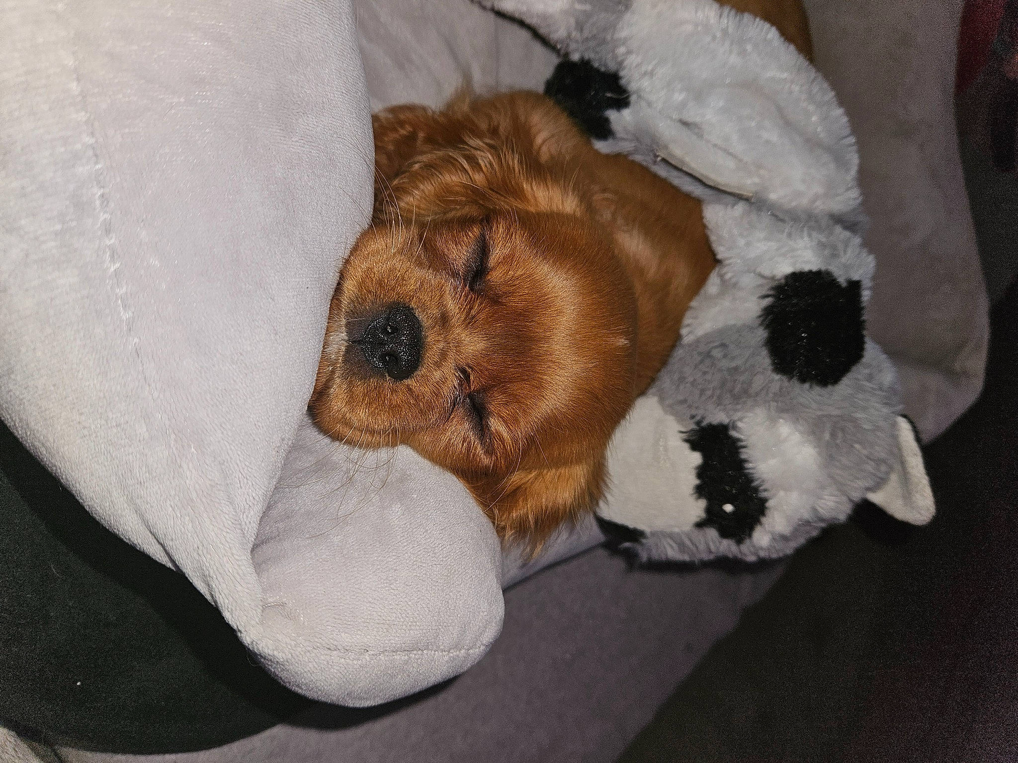 Unaï participe au concours pour gagner de l'argent avec cette photo : ball, brown, canidae, carnivore, comfort, companion_dog, dog, dog_breed, fawn, fur, liver, paw, pet_supply, plush, snout, sporting_group, stuffed_toy, terrestrial_animal, toy, working_animal