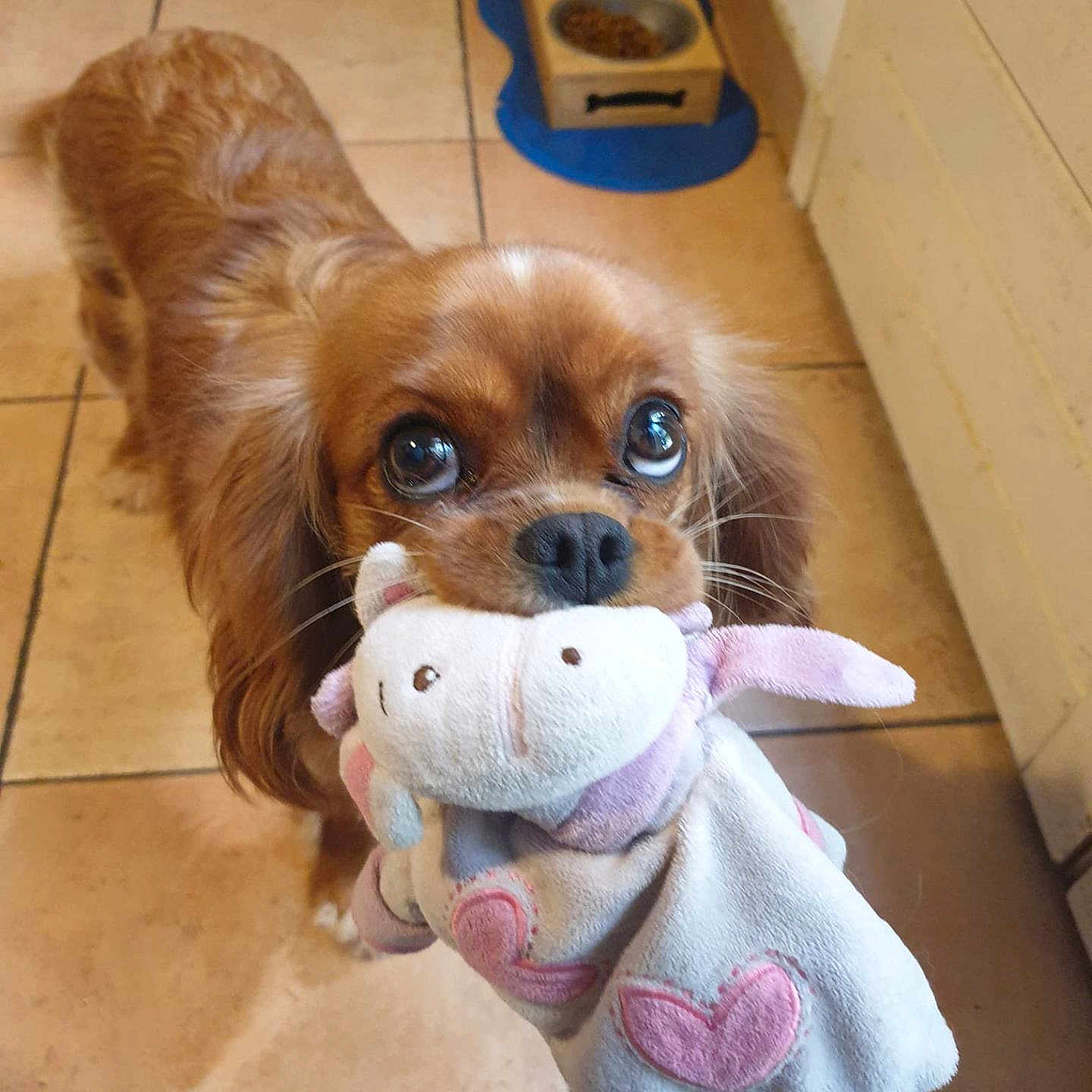 Unaï a rejoint le concours — aidez-le/la à gagner de superbes lots ! animal, canine, chihuahua, clothing, cockerspaniel, costume, dog, face, head, indoors, papillon, person, pet, photography, plush, portrait, puppy, teddybear, towel, toy