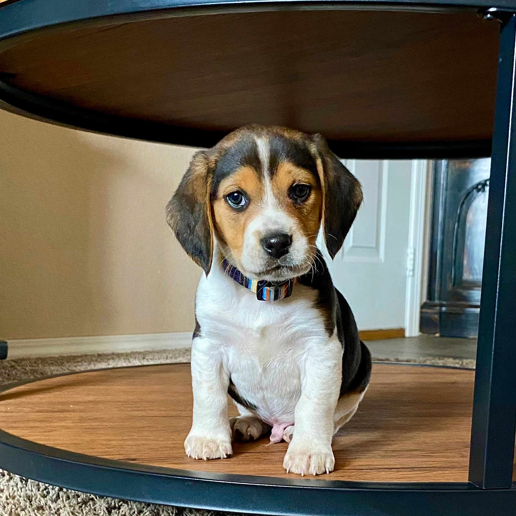 Jasper joined the competition — help win amazing prizes! animal, beagle, canine, dog, dogbed, hardwood, hound, pet, puppy, stainedwood, wood