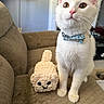 white_cat, cat, bow_tie, plush_toy, crochet, armchair, indoor, pet, cute, feline, soft_toy, cozy, home, animal, sitting, close_up, adorable, domestic_cat, furry, companion