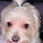 Benji is registered to the contest to win money with this photo: dog, white_dog, tongue_out, close_up, fluffy, cute, pet, animal, fur, nose, eyes, portrait, indoor, small_dog, adorable, face, tongue, hair_tie, whiskers, puppy