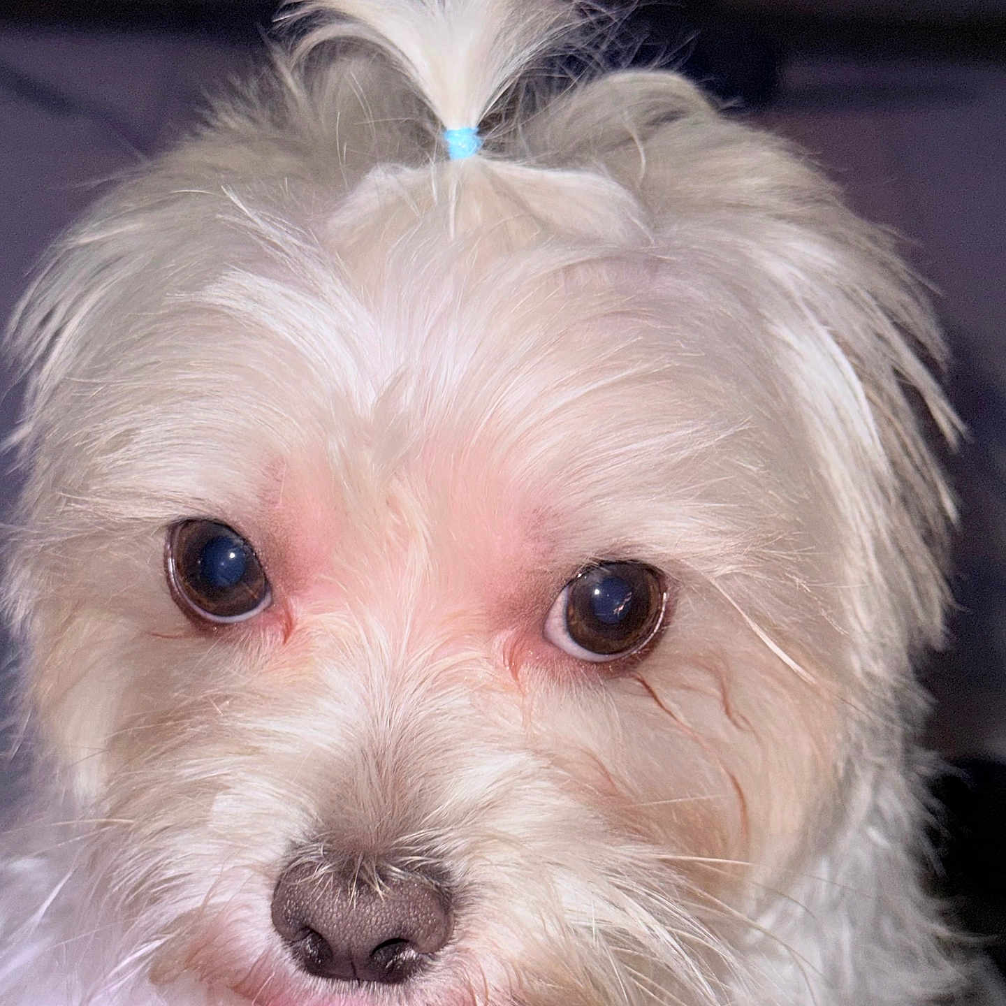 Benji is registered to the contest to win money with this photo: dog, white_dog, tongue_out, close_up, fluffy, cute, pet, animal, fur, nose, eyes, portrait, indoor, small_dog, adorable, face, tongue, hair_tie, whiskers, puppy