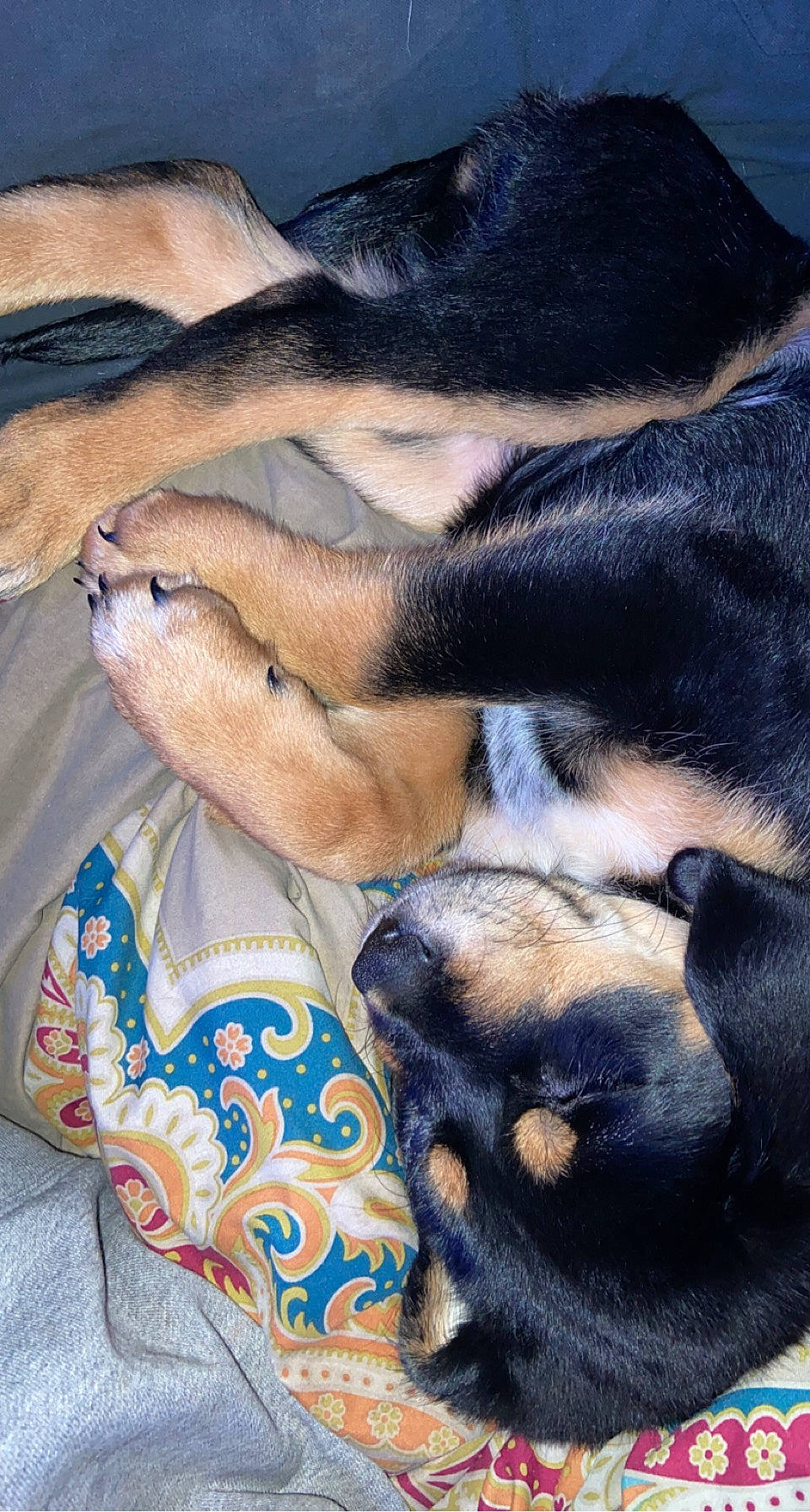 Tobie is registered to the contest to win money with this photo: canidae, carnivore, comfort, companion_dog, dog, dog_breed, fawn, foot, fur, guard_dog, human_leg, mammal, nap, paw, snout, sporting_group, tail, vertebrate, whiskers, working_dog