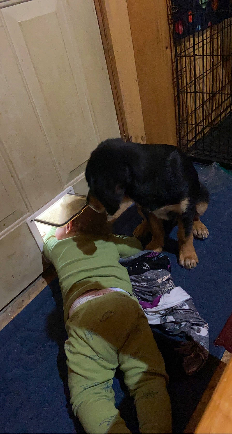 Tobie joined the competition — help win amazing prizes! canidae, carnivore, comfort, companion_dog, dog, dog_breed, dog_supply, flooring, fur, guard_dog, luggage_and_bags, nap, pet_supply, sitting, sporting_group, working_animal, working_dog