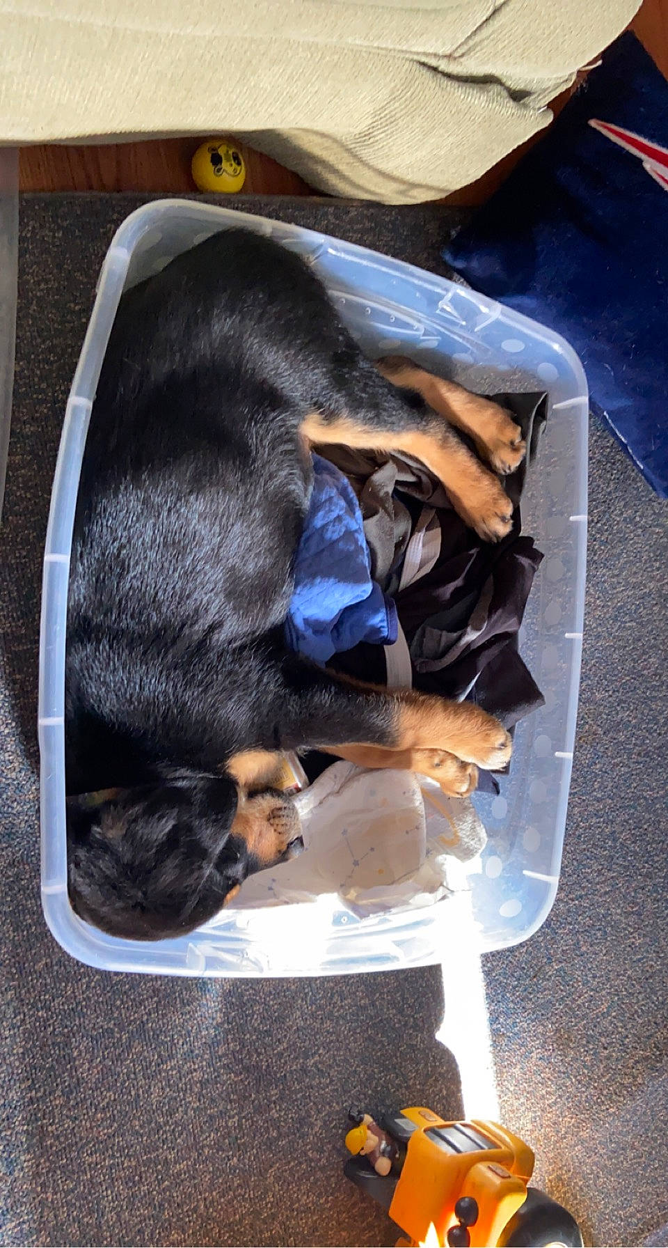 Tobie is registered to the contest to win money with this photo: canidae, carnivore, comfort, companion_dog, cooking, dog, dog_breed, dog_supply, electric_blue, fur, guard_dog, pet_supply, puppy, recipe, sporting_group, tail, working_dog