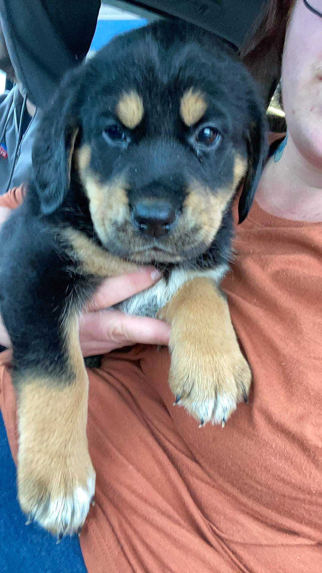 Tobie joined the competition — help win amazing prizes! beaglier, borador, canidae, carnivore, companion_dog, dog, dog_breed, electric_blue, fawn, fur, guard_dog, paw, snout, sporting_group, whiskers, working_animal, working_dog