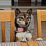 dog, brown_dog, sitting, table, wooden_chair, collar, indoor, floor_tiles, figurine, cat_figurine, paws, furniture, pet, domestic_animal, animal, head, ears, fur, collar_tag, home