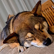 Ume a rejoint le concours — aidez-le/la à gagner de superbes lots ! dog, sleeping, close_up, pet, fur, ears, nose, paw, resting, indoors, cozy, relaxed, canine, animal, mammal, face, cute, fur_texture, quiet, comfort