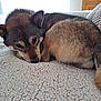 dog, animal, pet, sleeping, curled_up, fluffy_blanket, indoor, cozy, brown_fur, face, tail, ear, pillow, furniture, wooden, window, natural_light, resting, closeup, home