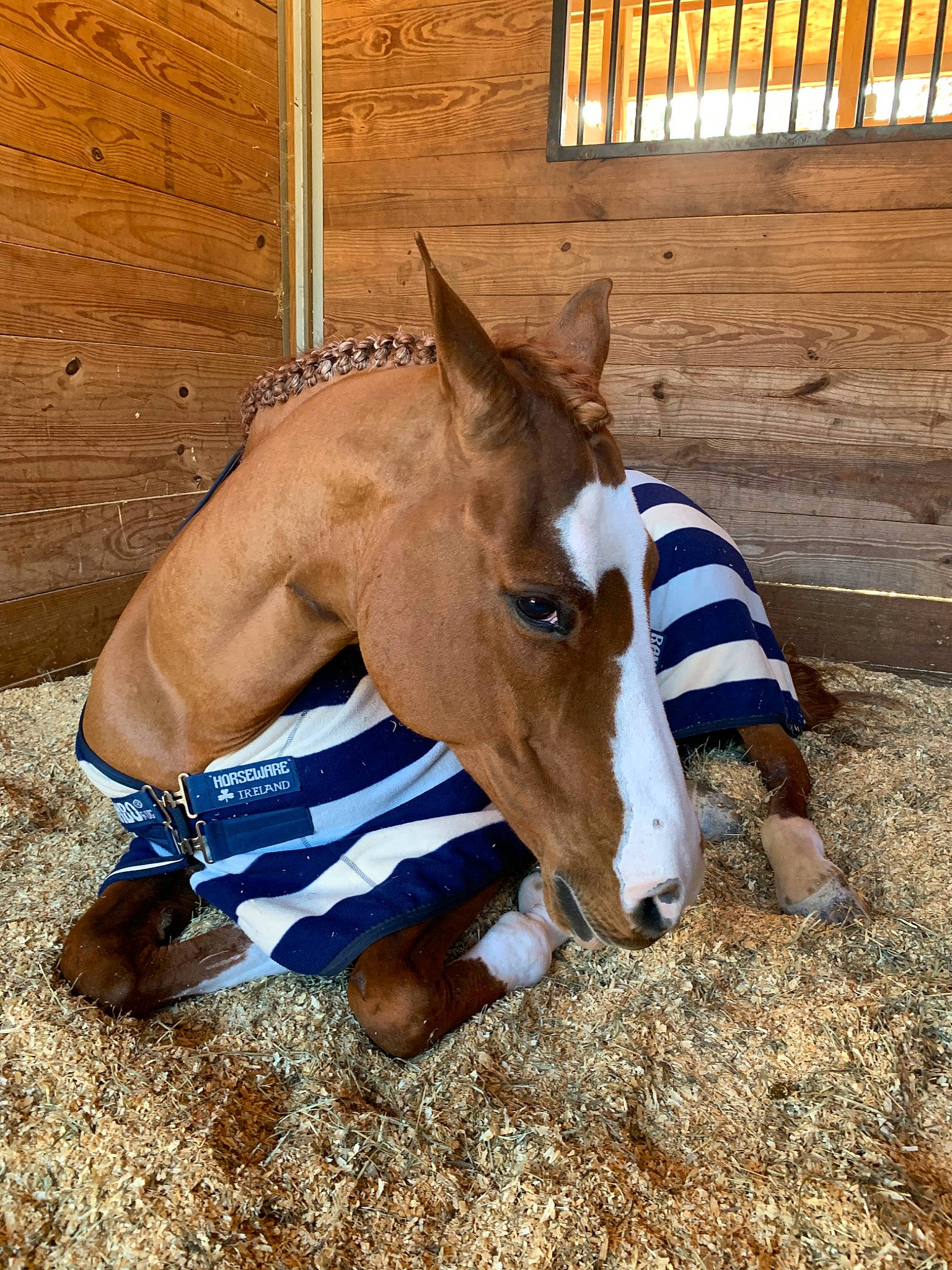 Hero joined the competition — help win amazing prizes! bridle, colt, foal, horse, horse_tack, liver, mammal, mane, mare, pack_animal, snout, sorrel, stallion, vertebrate