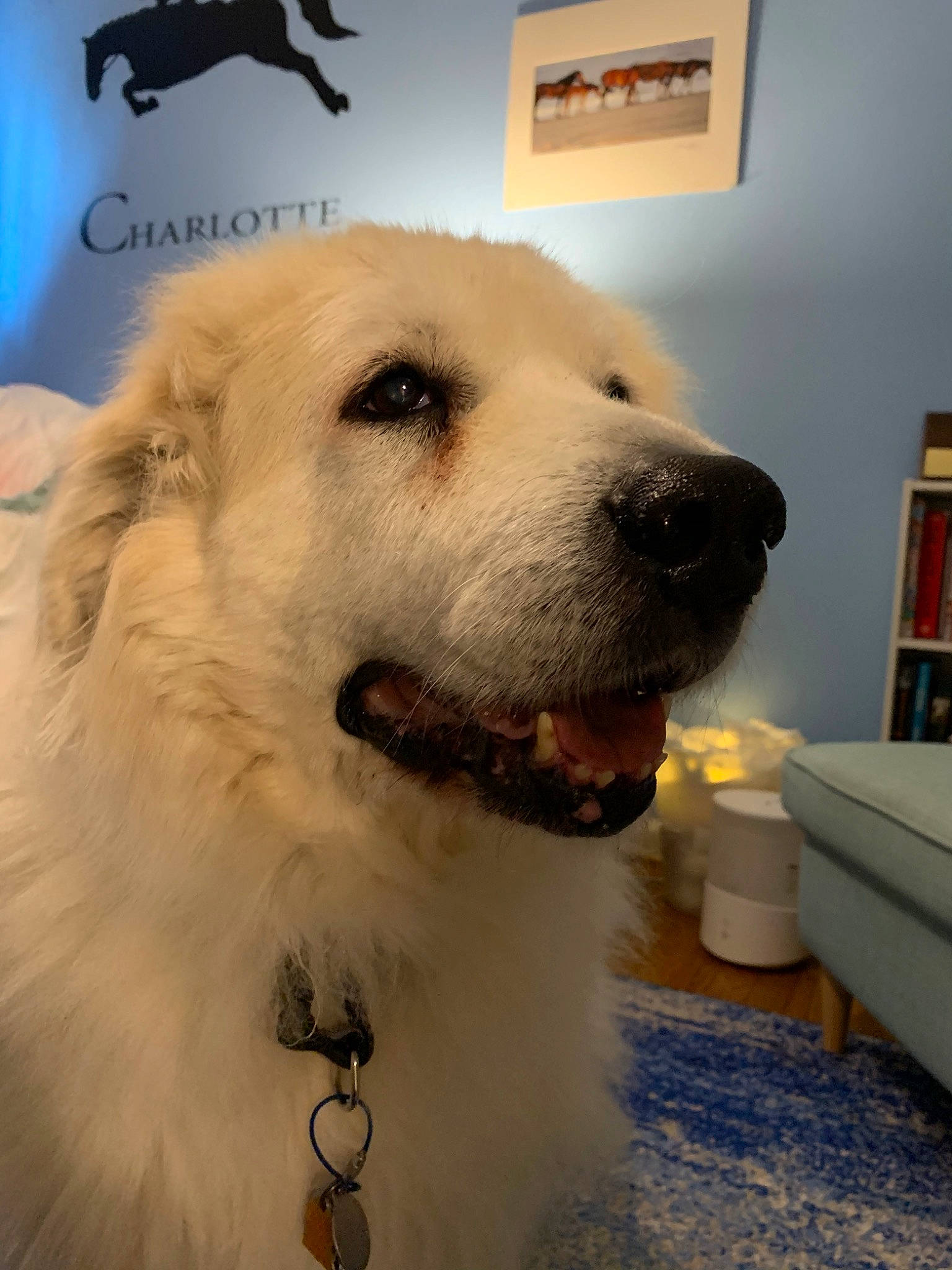 Rosie is registered to the contest to win money with this photo: akbash_dog, canidae, carnivore, companion_dog, dog, dog_breed, great_pyrenees, kuvasz, livestock_guardian_dog, mammal, maremma_sheepdog, mucuchies, polish_tatra_sheepdog, rare_breed_dog, slovak_cuvac, snout, sporting_group, vertebrate, working_dog