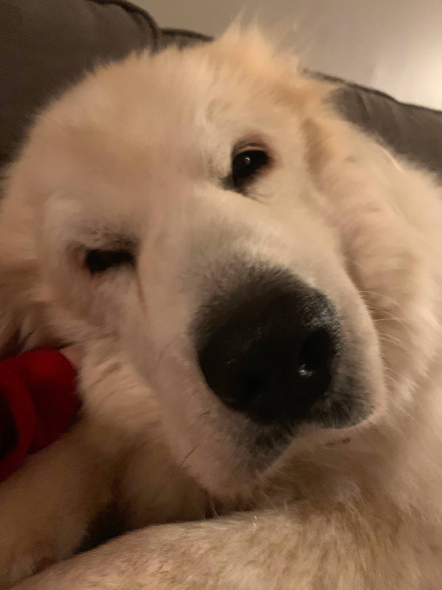 Rosie is registered to the contest to win money with this photo: akbash_dog, berger_blanc_suisse, canidae, carnivore, companion_dog, dog, dog_breed, great_pyrenees, kuvasz, livestock_guardian_dog, mammal, maremma_sheepdog, mucuchies, nose, polish_tatra_sheepdog, rare_breed_dog, slovak_cuvac, snout, sporting_group, vertebrate