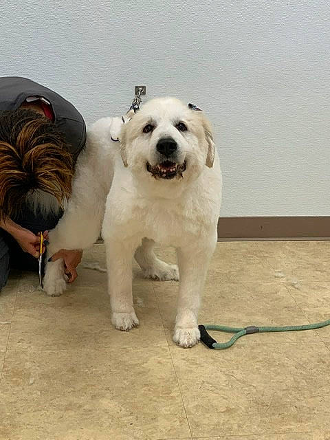 Rosie is registered to the contest to win money with this photo: ancient_dog_breeds, canidae, carnivore, central_asian_shepherd_dog, companion_dog, dog, dog_breed, fawn, fur, great_pyrenees, livestock_guardian_dog, mammal, pyrenean_mastiff, rare_breed_dog, sporting_group, vertebrate