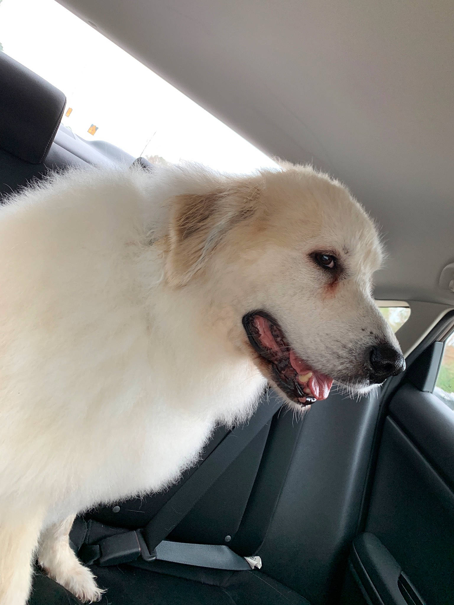 Rosie is registered to the contest to win money with this photo: american_eskimo_dog, berger_blanc_suisse, canidae, carnivore, companion_dog, dog, dog_breed, great_pyrenees, indian_spitz, japanese_spitz, kintamani, mammal, non_sporting_group, nose, rare_breed_dog, samoyed, sporting_group, vertebrate
