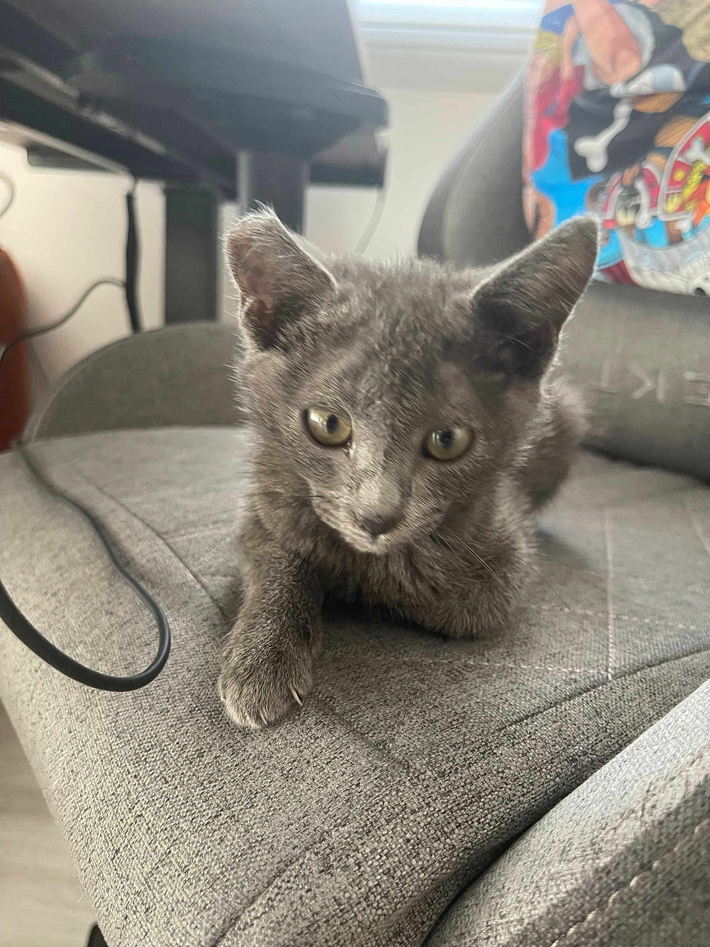 Allu a rejoint le concours — aidez-le/la à gagner de superbes lots ! kitten, gray_cat, cat, pet, indoor, chair, furniture, curious, animal, cute, young, fur, whiskers, closeup, domestic_cat, cozy, resting, eyes, paw, texture