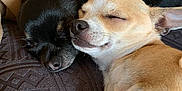Valko participe au concours pour gagner de l'argent avec cette photo : animal, black_dog, blanket, chihuahua, closeup, companion, cozy, cuddle, cute, dog, ears, friendship, fur, indoor, nose, pets, resting, sleeping, small_dog, tan_dog