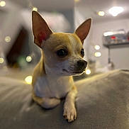 Valko participe au concours pour gagner de l'argent avec cette photo : animal, blurred_background, brown_and_white, chihuahua, close_up, couch, cozy, curious, cute, dog, domestic_animal, ears, fairy_lights, indoor, mammal, pet, portrait, resting, small_dog, soft_lighting