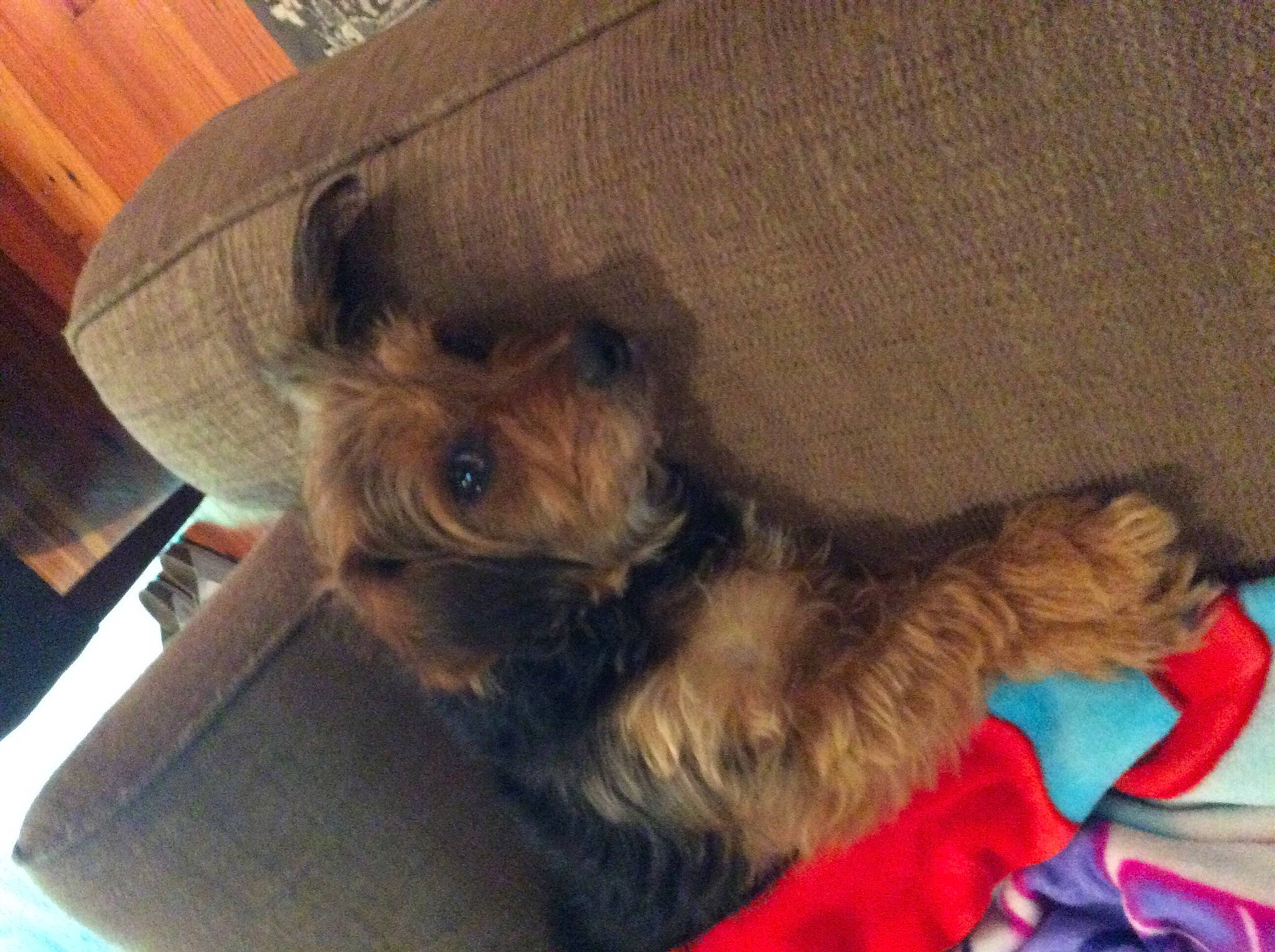 Ellie joined the competition — help win amazing prizes! australian_silky_terrier, australian_terrier, cairn_terrier, canidae, carnivore, companion_dog, dog, dog_breed, mammal, morkie, norfolk_terrier, norwich_terrier, puppy, small_terrier, terrier, toy_dog, vertebrate, yorkipoo, yorkshire_terrier