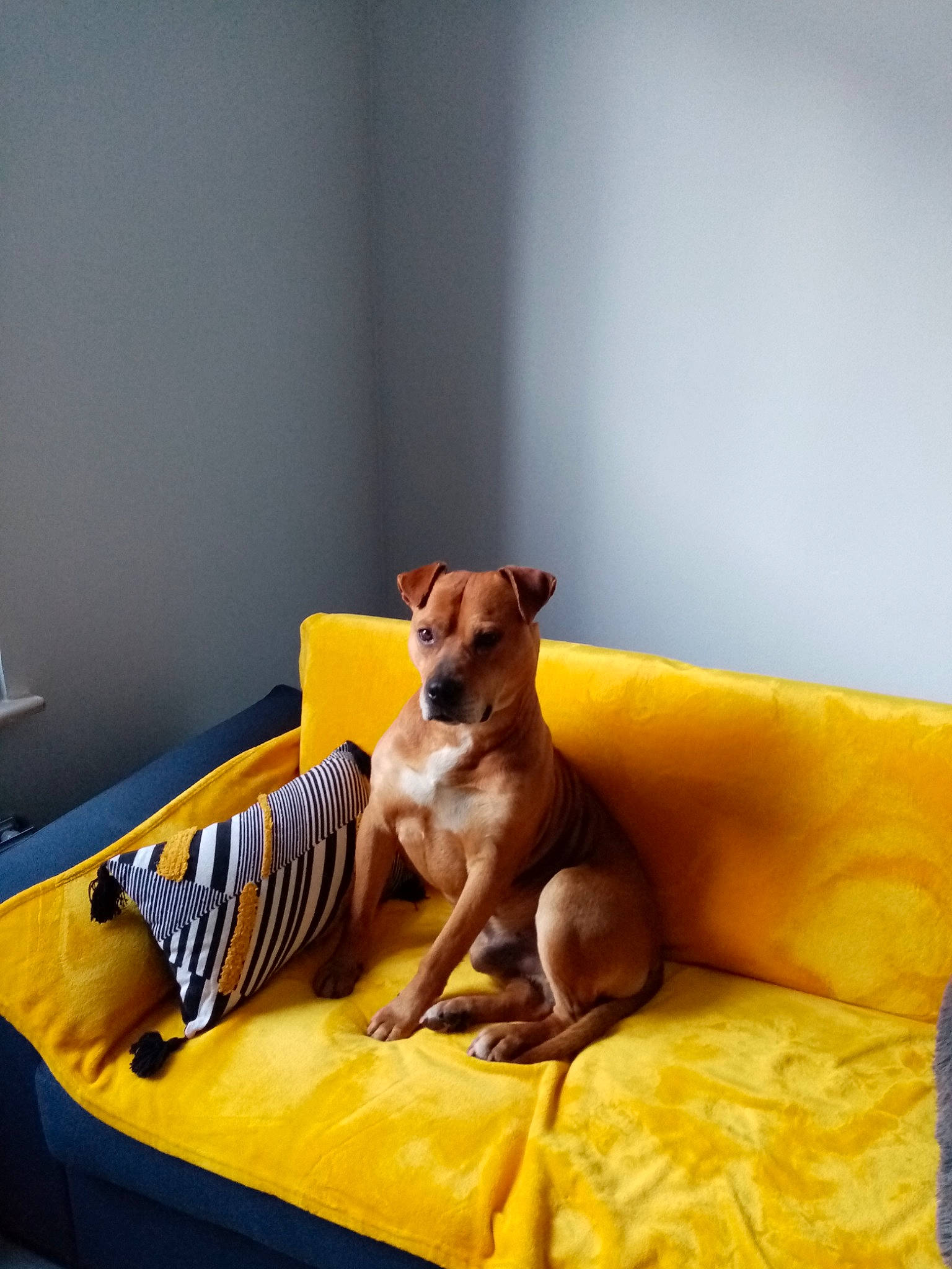 Adolf a rejoint le concours — aidez-le/la à gagner de superbes lots ! canidae, carnivore, comfort, companion_dog, couch, dog, dog_breed, dog_supply, fawn, flooring, furniture, hardwood, linens, pet_supply, room, sporting_group, table, toy_dog, wood, working_animal