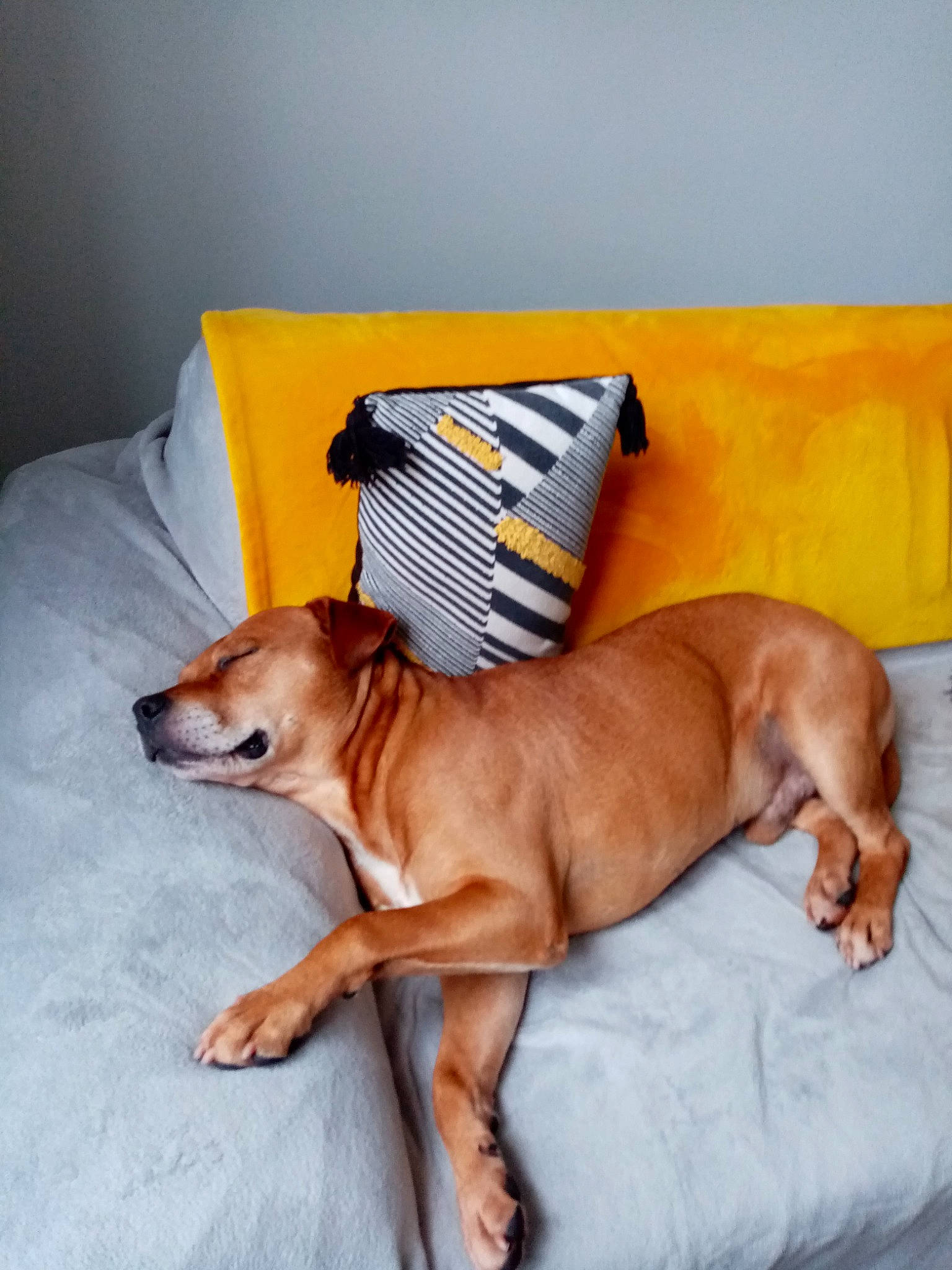 Adolf a rejoint le concours — aidez-le/la à gagner de superbes lots ! canidae, carnivore, comfort, companion_dog, couch, dog, dog_breed, dog_supply, fawn, flooring, hardwood, linens, liver, pillow, snout, sporting_group, tail, toy_dog, whiskers, working_animal