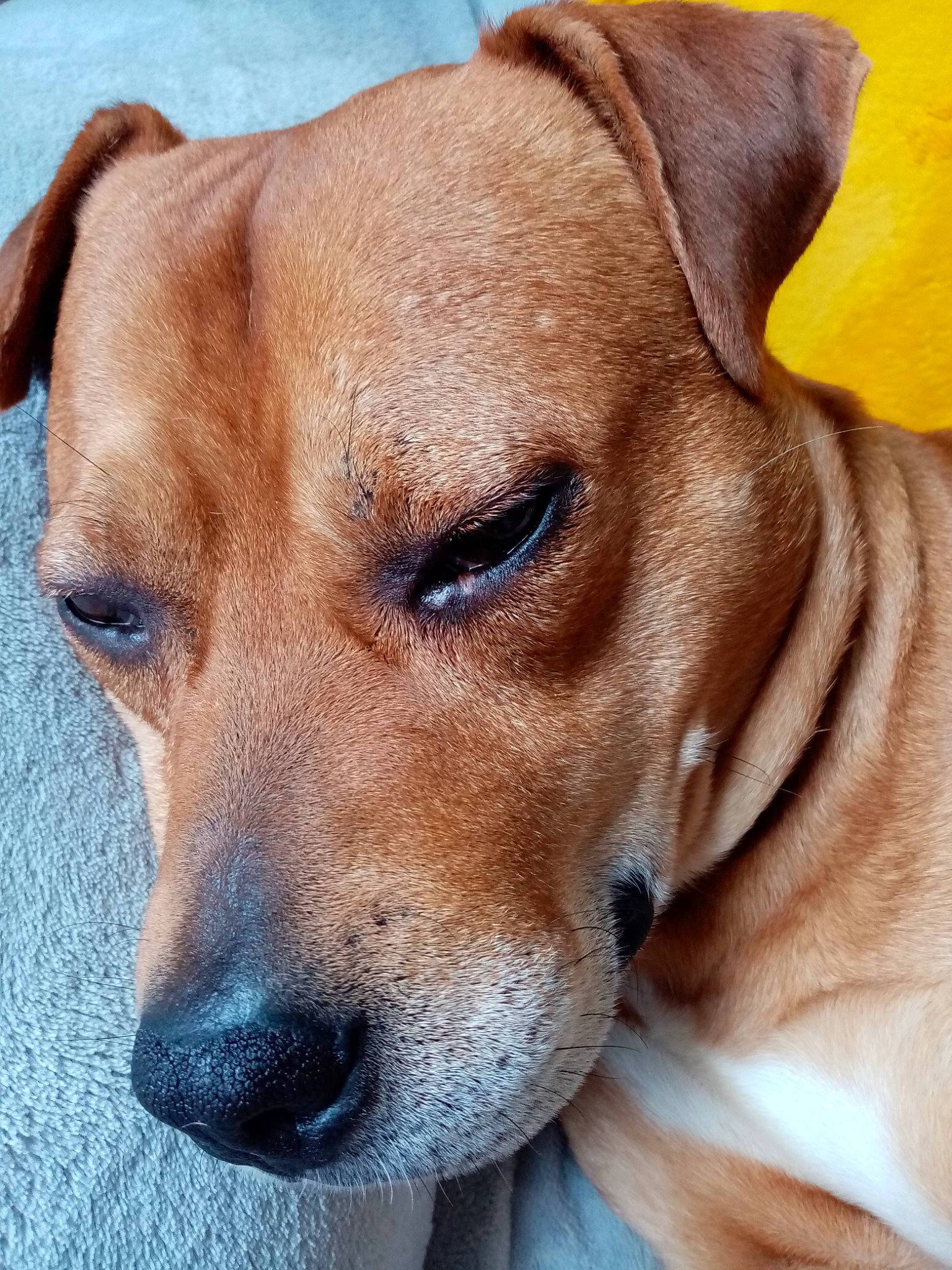 Adolf participe au concours pour gagner de l'argent avec cette photo : canidae, carnivore, collar, companion_dog, dog, dog_breed, dog_collar, ear, fawn, fur, hunting_dog, liver, non_sporting_group, photography, plant, snout, sporting_group, whiskers, working_animal, working_dog