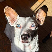 Sinatra joined the competition — help win amazing prizes! dog, white_dog, blue_eyes, large_ears, pet, indoor, sunlight, shadow, wooden_floor, close_up, curious, animal, canine, portrait, sitting, cute, fur, nose, whiskers, domestic_animal