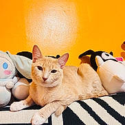 Melody is registered to the contest to win money with this photo: animal, black_and_white_pattern, cat, cozy, cute, domestic_cat, ears, feline, fur, indoor, lying_down, orange_cat, orange_wall, pet, plush_toys, relaxed, resting, soft_toys, stuffed_animals, whiskers