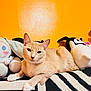 animal, black_and_white_pattern, cat, cozy, cute, domestic_cat, ears, feline, fur, indoor, lying_down, orange_cat, orange_wall, pet, plush_toys, relaxed, resting, soft_toys, stuffed_animals, whiskers