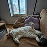 Merlin participe au concours pour gagner de l'argent avec cette photo : brown_couch, cat, couch, cozy, curtain, flower_pillow, fluffy, home, indoor, living_room, pet, pillow, relaxed, resting, sleeping, soft_furniture, tail, white_cat, window, wood_floor
