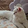 Merlin a rejoint le concours — aidez-le/la à gagner de superbes lots ! cat, white_cat, fluffy, pet, indoor, blanket, paw_print, pillow, flower_pillow, cushion, window, relaxed, feline, fur, cute, cozy, resting, home, soft, animal
