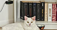 Merlin participe au concours pour gagner de l'argent avec cette photo : cat, white_cat, animal, pet, feline, bookshelf, books, floor, indoor, relaxed, fur, ears, yellow_eyes, wooden_floor, sitting, domestic_animal, calm, home, reading_area, decor