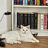 cat, white_cat, animal, pet, feline, bookshelf, books, floor, indoor, relaxed, fur, ears, yellow_eyes, wooden_floor, sitting, domestic_animal, calm, home, reading_area, decor