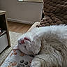 Merlin a rejoint le concours — aidez-le/la à gagner de superbes lots ! cat, white_cat, sleeping, fluffy, indoor, blanket, paw_print, cozy, cushion, window, relaxing, pet, fur, cute, resting, home, animal, mammal, whiskers, pink_nose