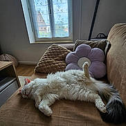 Merlin a rejoint le concours — aidez-le/la à gagner de superbes lots ! cat, fluffy, white_cat, relaxing, couch, pillow, flower_pillow, indoor, window, curtain, daylight, cozy, furniture, tail, sleeping, pet, home, brown_couch, resting, animal