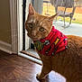 cat, close_up, curious_expression, domestic_cat, ears, eyes, feline, floor, grinch_scarf, hardwood_floor, home_interior, indoor, looking_at_camera, orange_cat, pet, portrait, red_scarf, sliding_door, whiskers, window