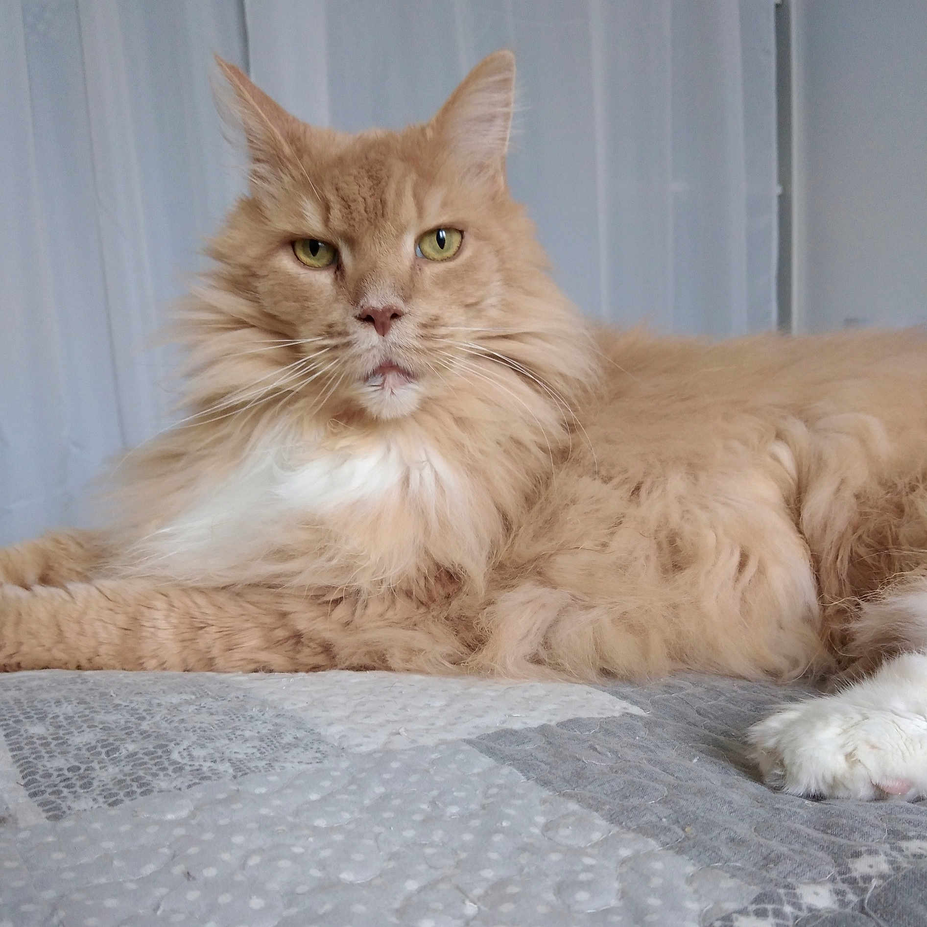 Iti a rejoint le concours — aidez-le/la à gagner de superbes lots ! abyssinian, angora, animal, bed, bedroom, blanket, cat, couch, furniture, hardwood, homedecor, indoors, kitten, linen, manx, pet, room, siamese, wood