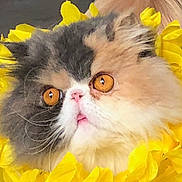 Rose a rejoint le concours — aidez-le/la à gagner de superbes lots ! cat, fluffy_cat, yellow_flowers, flower_wreath, pet, animal, close_up, curious, orange_eyes, whiskers, fur, cute, adorable, portrait, indoor, face, pink_nose, soft_light, colorful, domestic_cat