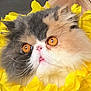 adorable, animal, cat, close_up, colorful, curious, cute, domestic_cat, face, flower_wreath, fluffy_cat, fur, indoor, orange_eyes, pet, pink_nose, portrait, soft_light, whiskers, yellow_flowers