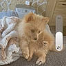 Wilow participe au concours pour gagner de l'argent avec cette photo : dog, puppy, fluffy, golden, small_dog, sitting, lying_down, pet, animal, fur, paws, ears, indoor, home, sofa, blanket, heater, candle, stone_wall, cozy