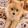 puppy, dog, fluffy, pomeranian, portrait, pet, animal, cute, brown_fur, golden_fur, black_nose, dark_eyes, sitting, indoor, blanket, teddy_bear, cushion, paw_print, houseplant, cozy