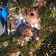 Aurora is registered to the contest to win money with this photo: abyssinian, accessories, animal, cat, christmas, christmasdecorations, christmastree, conifer, face, festival, fir, head, kitten, lighting, manx, ornament, pet, plant, tree, vegetation